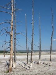 Dead Trees2